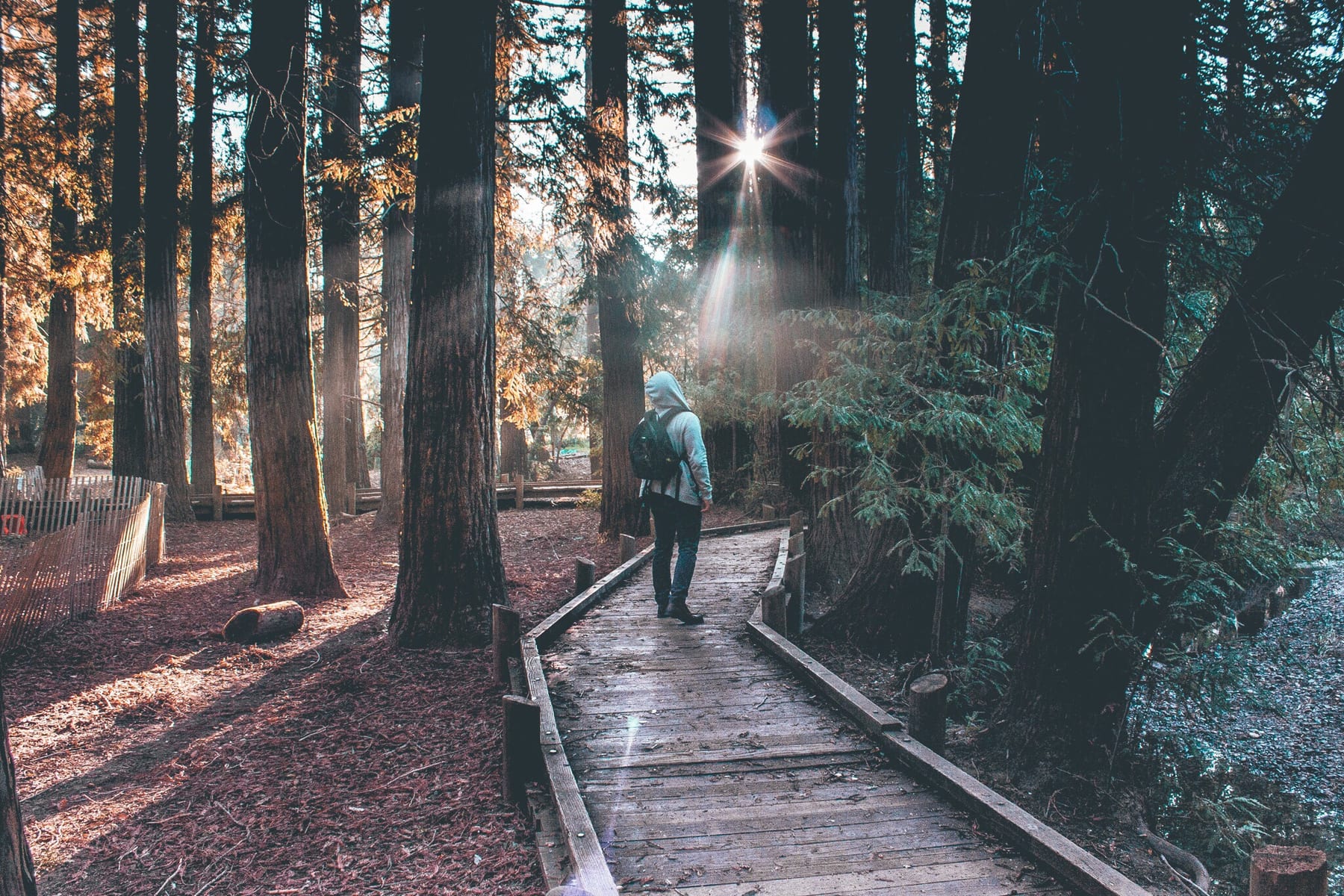 A person walking along a wooden path through a sunlit forest